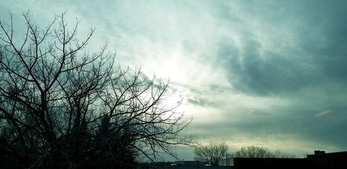 nature  panoramic  tree