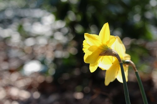 nature  plant  flower