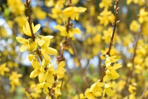 nature  flower  plant