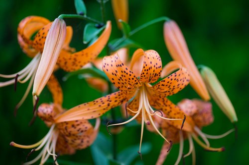 nature  plant  flower