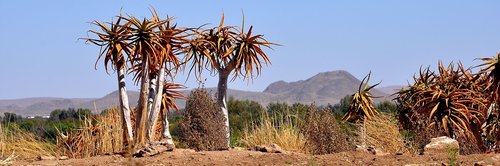 nature  desert  dry