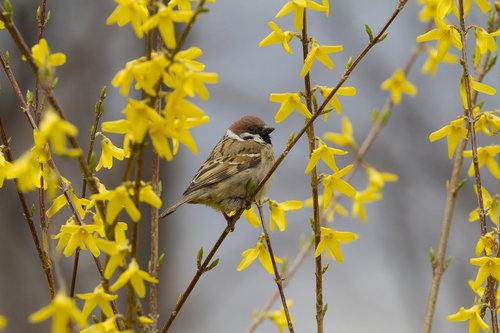 nature  outdoors  flowers