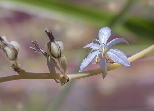 nature  flower  flora