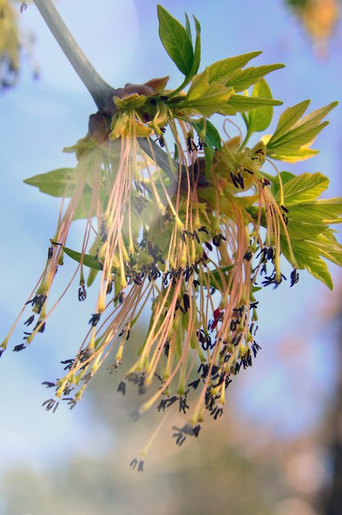 nature  wood  plant