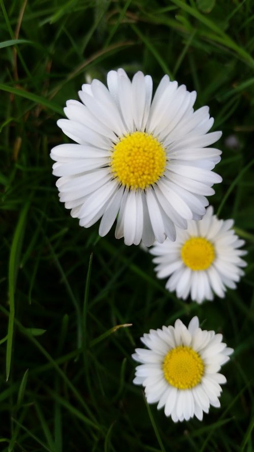 nature  flora  flower