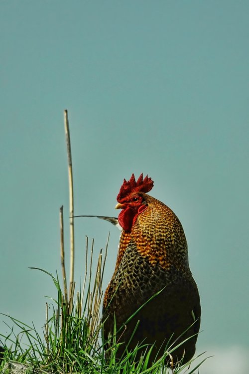 nature  bird  hahn