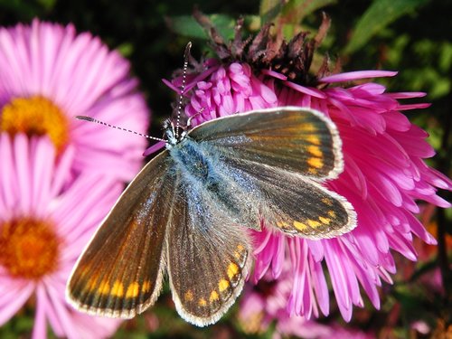 nature  flower  butterfly day