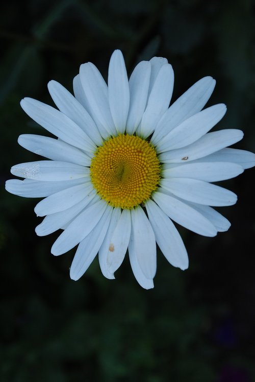 nature  plant  flower