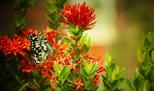 nature  flower  flora