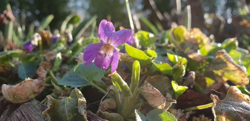 nature  plant  flower