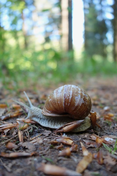 nature  slowly  snail