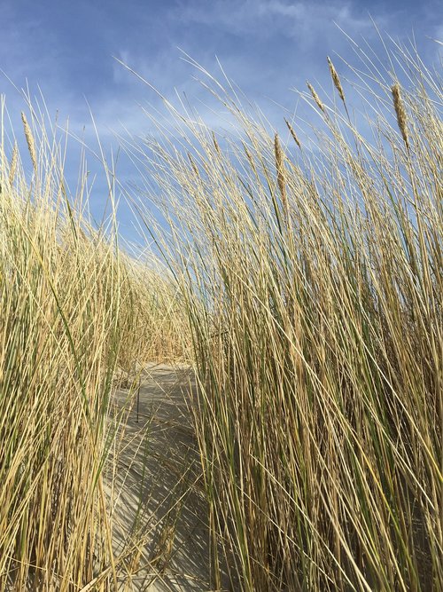 nature  field  straw