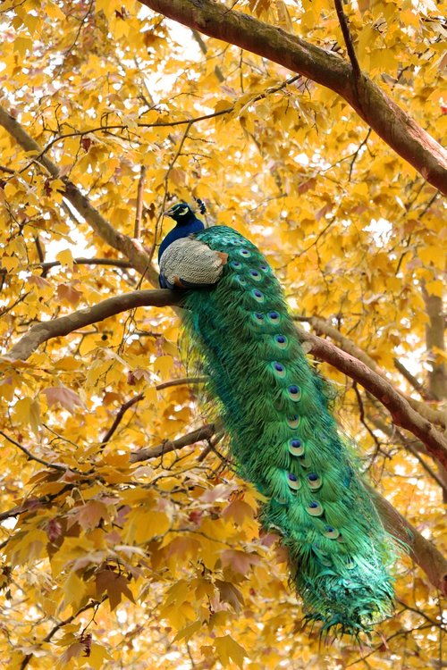 nature  tree  autumn