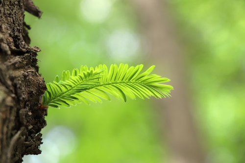 nature  leaf  tree