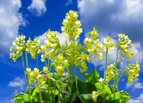nature  flower  cowslip