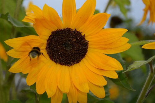 nature  plant  flower