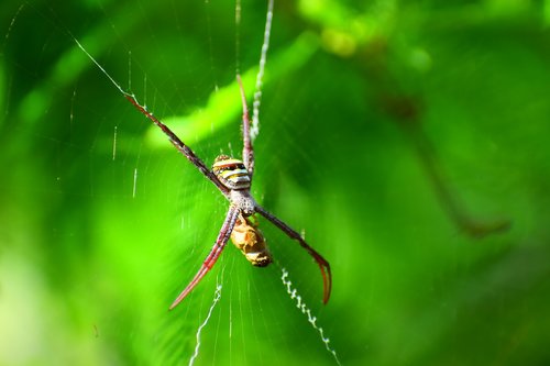 nature  insect  outdoors