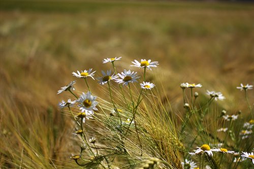 nature  field  flower