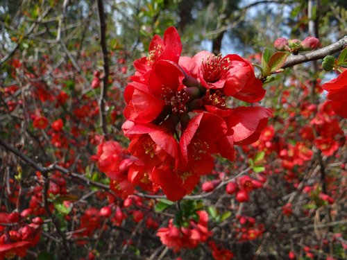 nature  bush  plant