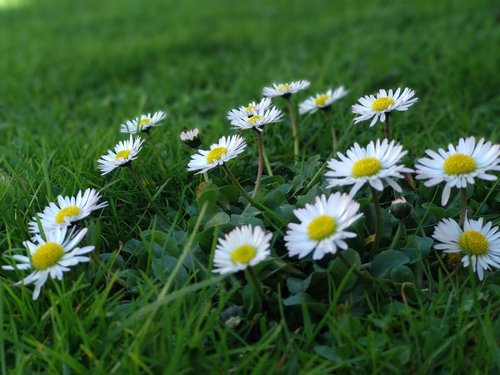 nature  grass  flower