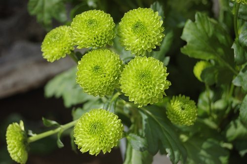 nature  plant  leaf