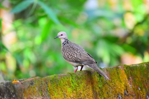 nature  bird  wildlife