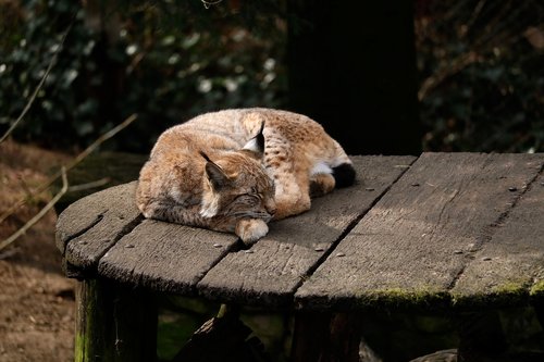 nature  animal world  lynx