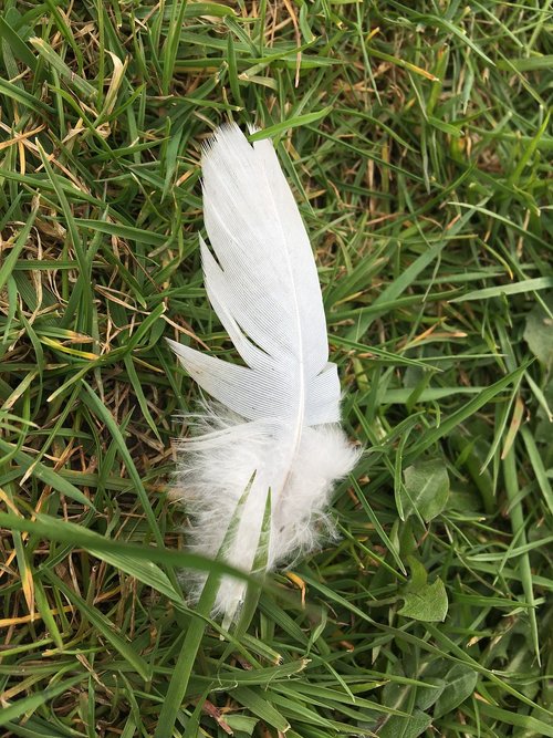 nature  grass  flower