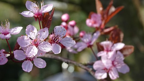 nature  plant  branch