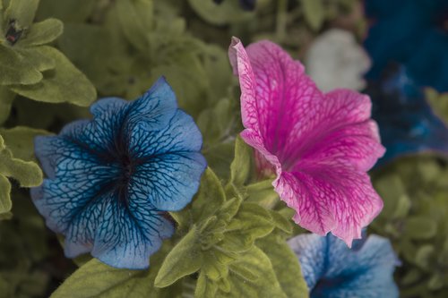 nature  flower  plant