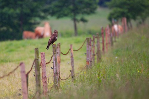 nature  grass  fence