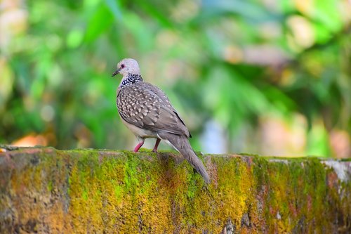 nature  bird  outdoors