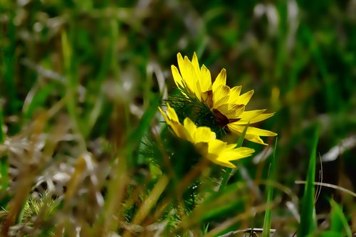 nature  plant  flower