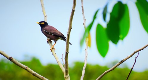 nature  bird  wildlife