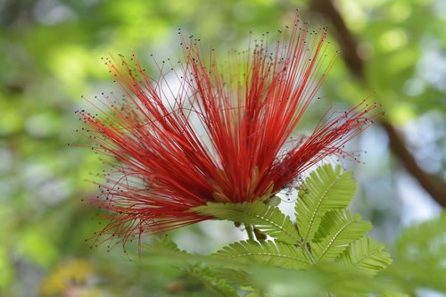 nature  leaf  plant