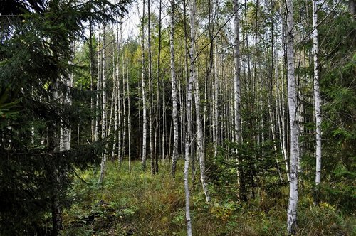 nature  tree  landscape