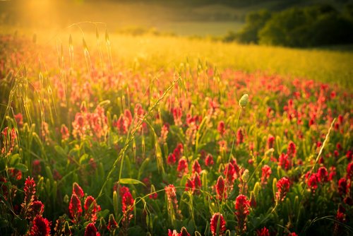 nature  flower  field