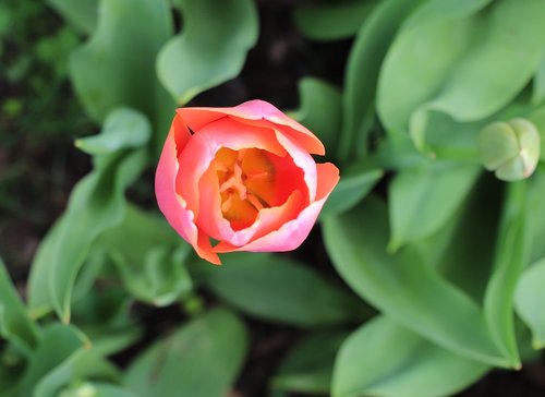 nature  plant  flower