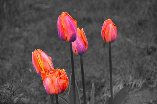 nature  flower  tulip