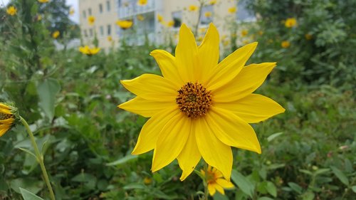 nature  summer  plant