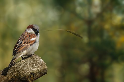 nature  animal world  bird