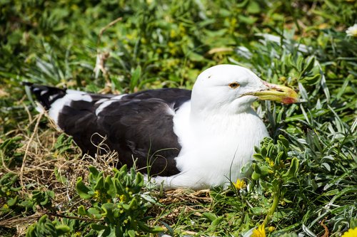 nature  bird  wildlife