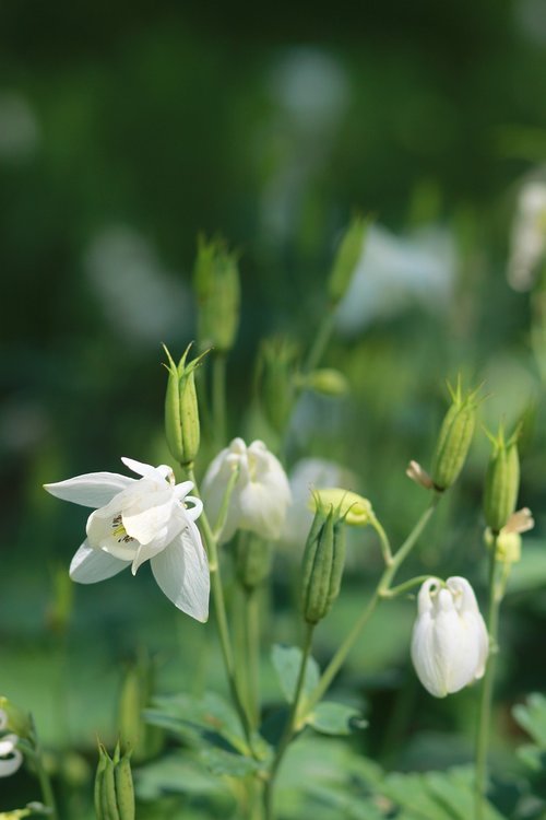 nature  plants  flowers