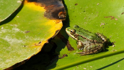 nature  animals  amphibians