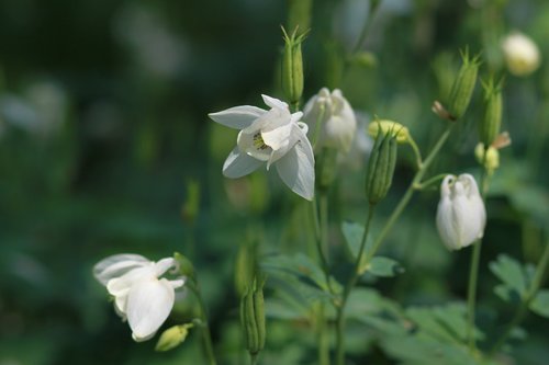 nature  plants  flowers