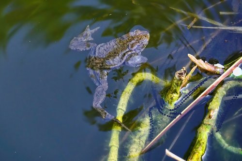 nature  waters  toad