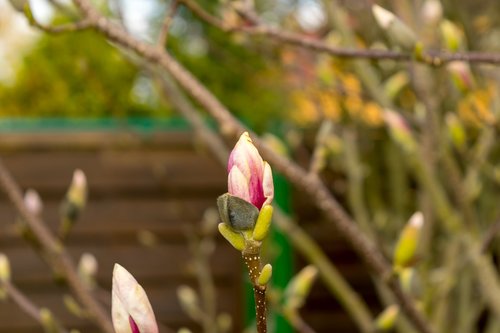 nature  plant  magnolia