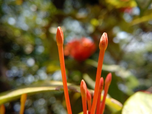 nature  flower  flora