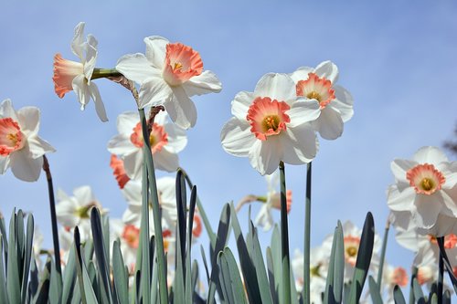 nature  plant  flower