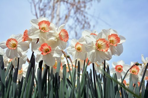 nature  plant  flower